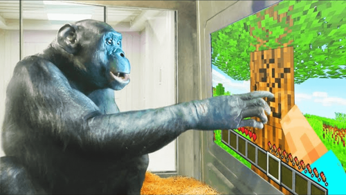 gamer-kanzi-anche-una-scimmia-gioca-meglio-di-te-preview